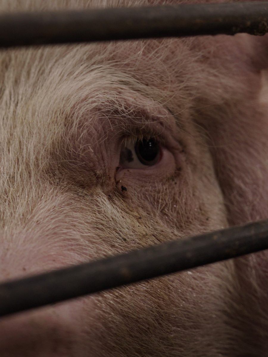 Luna looking out through the bars of a farrowing crate.