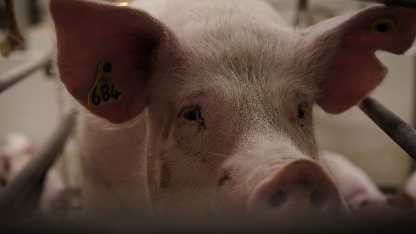 Luna, a sow, looking towards the camera. A yellow tag numbered 684 is clipped through her ear.