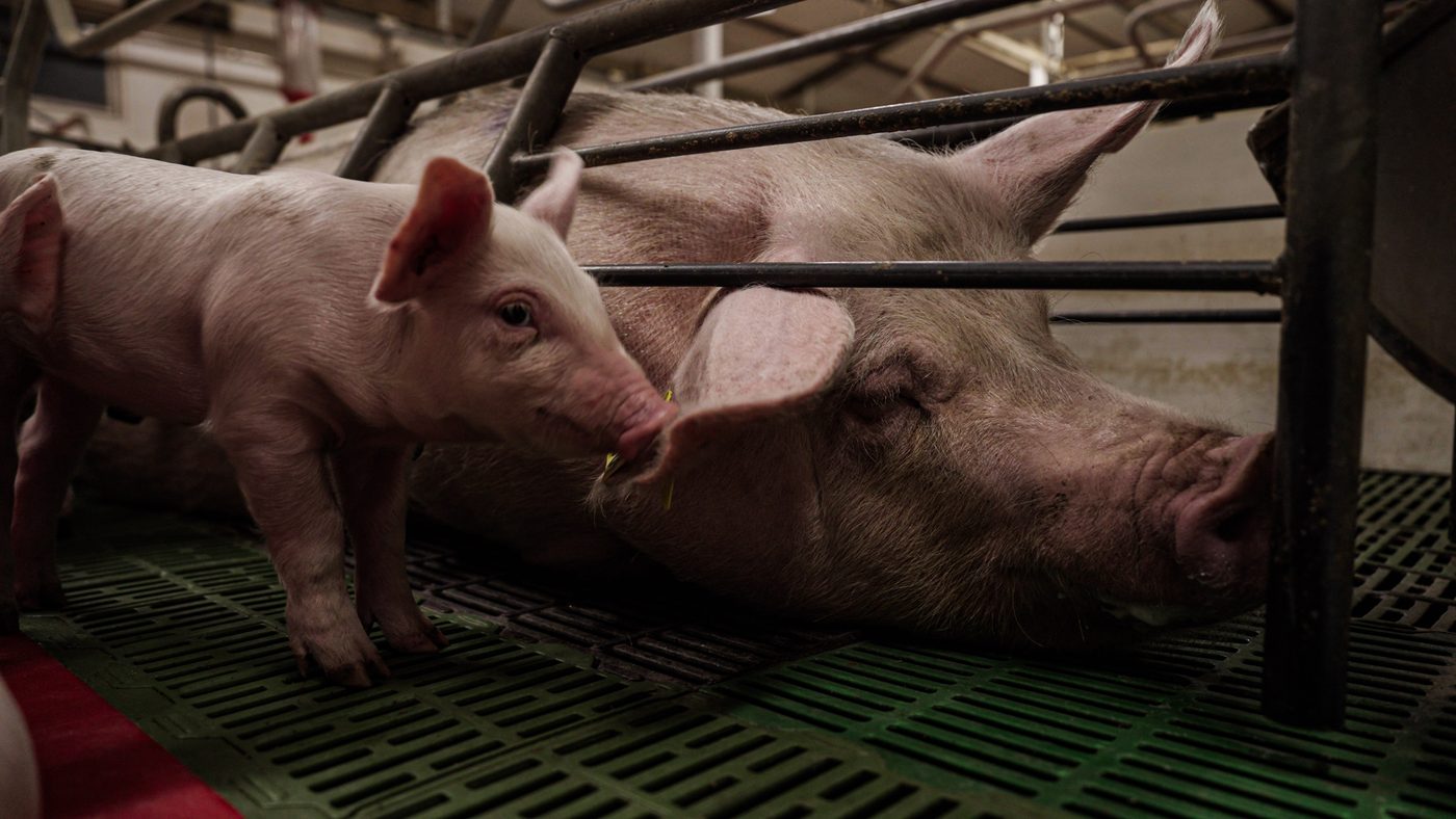 A piglet stands nose to nose with Luna, who is lying down behind the bars of the farrowing crate.